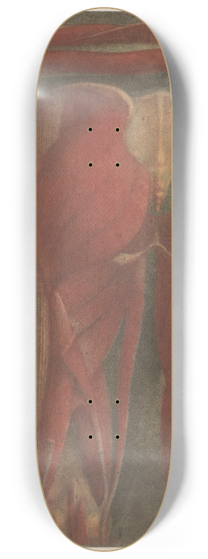Jacques Fabien Gautier d'Agoty - Anatomical muscle models of the back of the pelvis and upper legs 8.25 inch art skate deck
