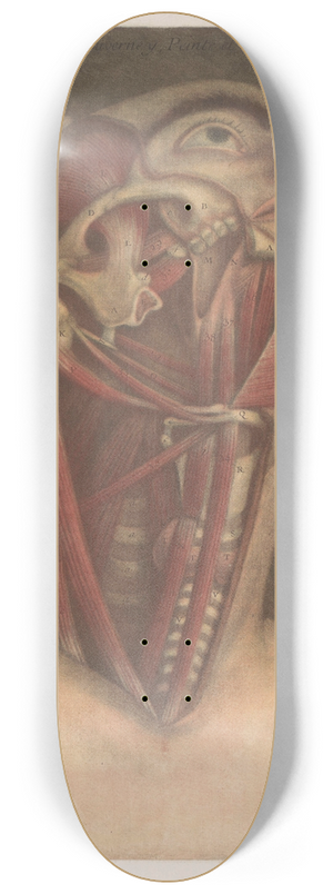 Jacques Fabien Gautier d'Agoty - Male head with muscles visible, with detail of the neck 8.25 inch art skate deck