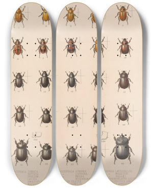 Triptych art skateboard deck of Frederick Ducane Godman Insecta Coleoptera Pl 018 by Frederick Ducane Godman (1834-1919)