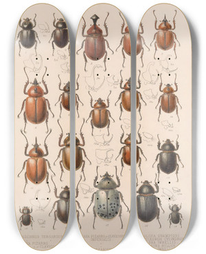 Triptych art skateboard deck of Frederick Ducane Godman Insecta Coleoptera Pl 020 by Frederick Ducane Godman (1834-1919)