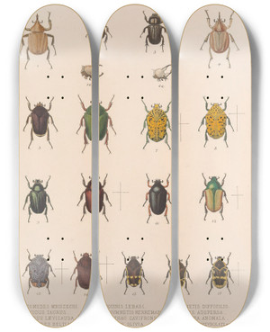 Triptych art skateboard deck of Frederick Ducane Godman Insecta Coleoptera Pl 021 by Frederick Ducane Godman (1834-1919)