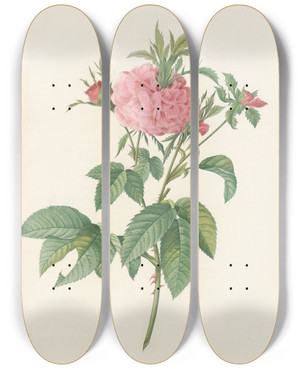 Triptych art skateboard deck of Pierre Joseph Redout Rosa Gallica Agatha Var Prolifera by Pierre Joseph Redoute (1759-1840)