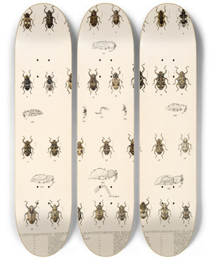 Triptych art skateboard deck of Frederick Ducane Godman Insecta Coleoptera Pl 172 by Frederick Ducane Godman (1834-1919)