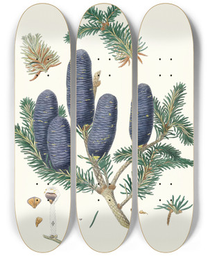 Triptych art skateboard deck of Aylmer Bourke Lambert Pinus Spectabilis Purpleconed Fir by Aylmer Bourke Lambert (1761-1842)