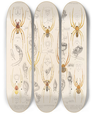 Triptych art skateboard deck of Frederick Ducane Godman Arachnida Araneidea Pl 28 by Frederick Ducane Godman (1834-1919)