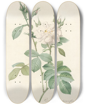 Triptych art skateboard deck of Pierre Joseph Redout Rosa Bifera Alba by Pierre Joseph Redoute (1759-1840)