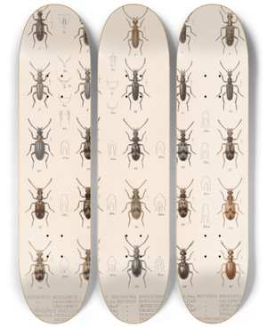 Triptych art skateboard deck of Frederick Ducane Godman Insecta Coleoptera Pl 127 by Frederick Ducane Godman (1834-1919)