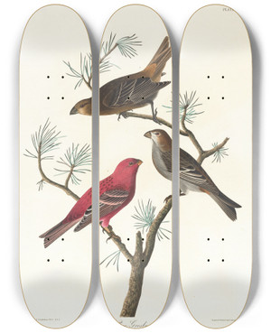 Triptych art skateboard deck of John James Audubon Pine Grosbeak by John James Audubon (1785-1851)