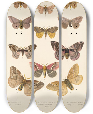 Triptych art skateboard deck of Frederick Ducane Godman Insecta Lepidopteraheterocera Pl 020 by Frederick Ducane Godman (1834-1919)