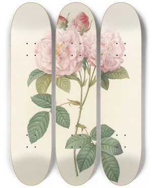 Triptych art skateboard deck of Pierre Joseph Redout Rosa Damascena Italica by Pierre Joseph Redoute (1759-1840)