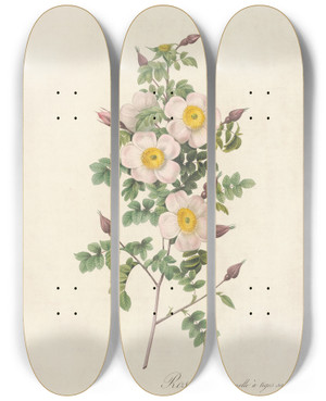 Triptych art skateboard deck of Pierre Joseph Redout Rosa Pimpinellifolia Inermis by Pierre Joseph Redoute (1759-1840)