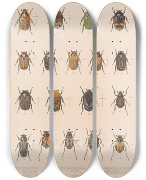 Triptych art skateboard deck of Frederick Ducane Godman Insecta Coleoptera Pl 023 by Frederick Ducane Godman (1834-1919)