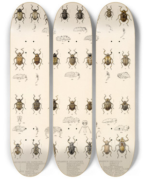 Triptych art skateboard deck of Frederick Ducane Godman Insecta Coleoptera Pl 168 by Frederick Ducane Godman (1834-1919)
