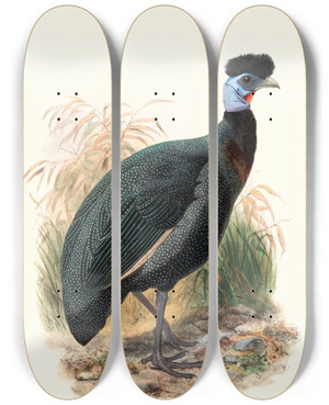 Triptych art skateboard deck of Joseph Smit Numida Verreauxii by Joseph Smit (1836-1929)