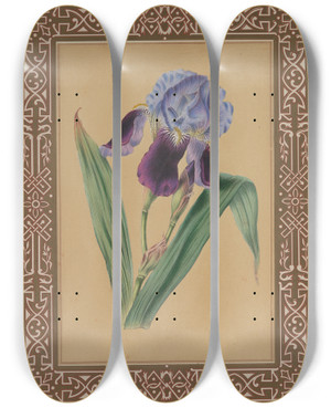 Triptych art skateboard deck of James Andrews The Iris by James Andrews (1801-1876)
