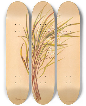 Triptych art skateboard deck of Georgina Burne Hetley Earina Mucronata by Georgina Burne Hetley (1832-1898)