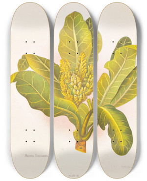 Triptych art skateboard deck of Georgina Burne Hetley Meryta Sinclairii by Georgina Burne Hetley (1832-1898)