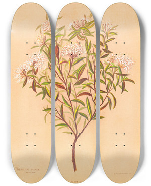 Triptych art skateboard deck of Georgina Burne Hetley Phebalium Nudum by Georgina Burne Hetley (1832-1898)