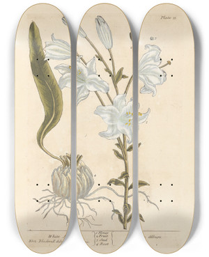 Triptych art skateboard deck of Elizabeth Blackwell White Lilly by Elizabeth Blackwell (1707-1758)
