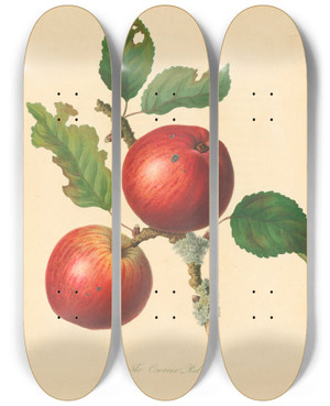 Triptych art skateboard deck of Thomas Andrew Knight Cowarne Red by Thomas Andrew Knight (1759-1838)