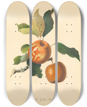 Triptych art skateboard deck of Thomas Andrew Knight Golden Harvey by Thomas Andrew Knight (1759-1838)