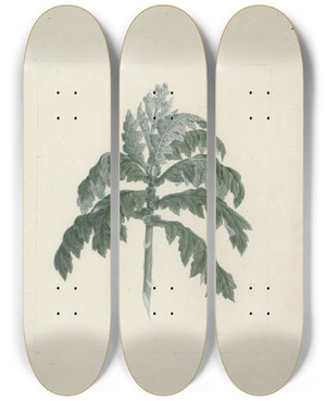 Triptych art skateboard deck of Luigi Balugani Senecio Gigas Vatke Tree Groundsel by Luigi Balugani (1737-1770)