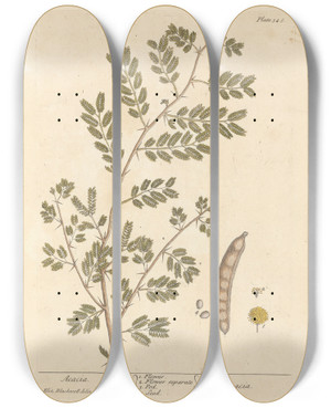 Triptych art skateboard deck of Elizabeth Blackwell Acacia_2 by Elizabeth Blackwell (1707-1758)