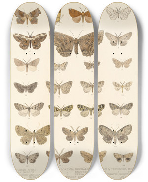 Triptych art skateboard deck of Frederick Ducane Godman Insecta Lepidopteraheterocera Pl 048 by Frederick Ducane Godman (1834-1919)