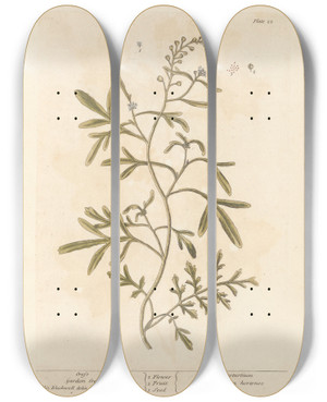 Triptych art skateboard deck of Elizabeth Blackwell Cress by Elizabeth Blackwell (1707-1758)