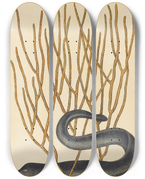 Triptych art skateboard deck of Mark Catesby The Black Muray Muraenae Helenae Varietas by Mark Catesby (1683-1749)