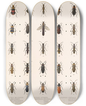 Triptych art skateboard deck of Frederick Ducane Godman Insecta Coleoptera Pl 089 by Frederick Ducane Godman (1834-1919)