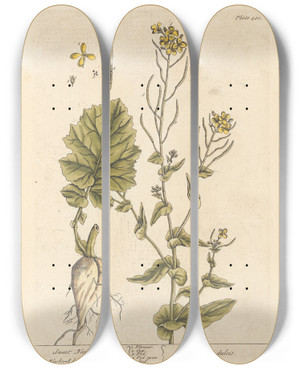 Triptych art skateboard deck of Elizabeth Blackwell Sweet Navew by Elizabeth Blackwell (1707-1758)