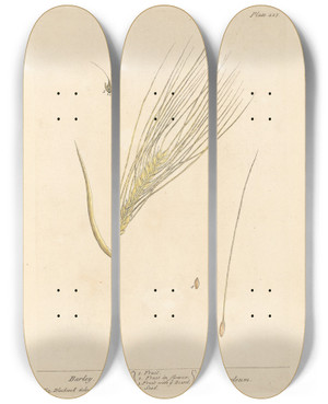 Triptych art skateboard deck of Elizabeth Blackwell Barley by Elizabeth Blackwell (1707-1758)