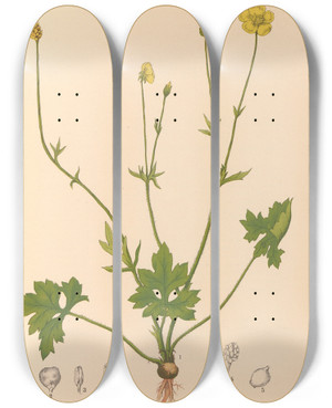 Triptych art skateboard deck of Charles Frederick Millspaugh Medicinal Plants Pl098 by Charles Frederick Millspaugh (1854-1923)