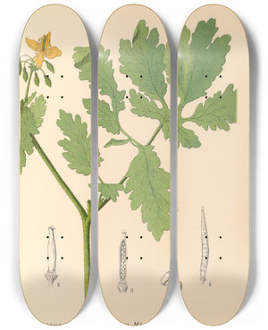 Triptych art skateboard deck of Charles Frederick Millspaugh Medicinal Plants Pl114 by Charles Frederick Millspaugh (1854-1923)