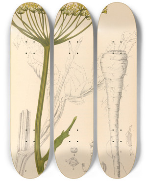 Triptych art skateboard deck of Charles Frederick Millspaugh Medicinal Plants Pl156 by Charles Frederick Millspaugh (1854-1923)