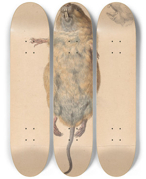 Triptych art skateboard deck of Johann Rudolph Schellenberg A Field Mouse From Below by Johann Rudolph Schellenberg (1740-1806)