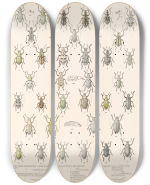 Triptych art skateboard deck of Frederick Ducane Godman Insecta Coleoptera Pl 149 by Frederick Ducane Godman (1834-1919)