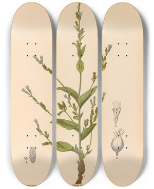 Triptych art skateboard deck of Charles Frederick Millspaugh Medicinal Plants Pl093 by Charles Frederick Millspaugh (1854-1923)
