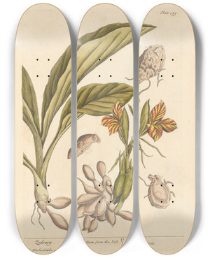 Triptych art skateboard deck of Elizabeth Blackwell Zedoary by Elizabeth Blackwell (1707-1758)
