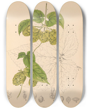 Triptych art skateboard deck of Charles Frederick Millspaugh Medicinal Plants Pl052 by Charles Frederick Millspaugh (1854-1923)