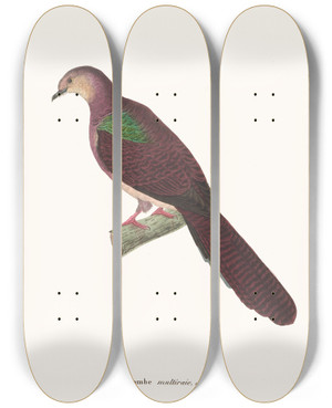 Triptych art skateboard deck of Coenraad Jacob Temminck Colombe Multiraie by Coenraad Jacob Temminck (1778-1858)