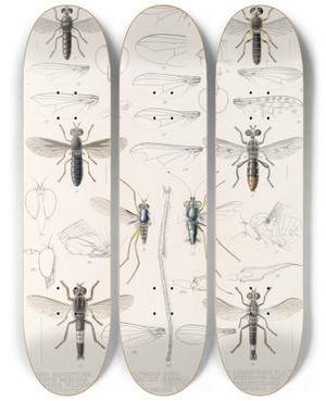 Triptych art skateboard deck of Frederick Ducane Godman Insecta Diptera Pl 08 by Frederick Ducane Godman (1834-1919)