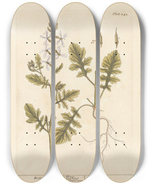 Triptych art skateboard deck of Elizabeth Blackwell Rocket by Elizabeth Blackwell (1707-1758)