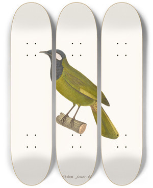 Triptych art skateboard deck of Coenraad Jacob Temminck Philedon Joues Blanches by Coenraad Jacob Temminck (1778-1858)