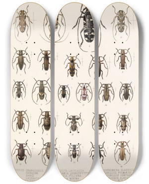 Triptych art skateboard deck of Frederick Ducane Godman Insecta Coleoptera Pl 228 by Frederick Ducane Godman (1834-1919)