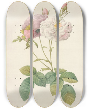 Triptych art skateboard deck of Pierre Joseph Redout Rosa Damascena Celsiana Prolifera by Pierre Joseph Redoute (1759-1840)