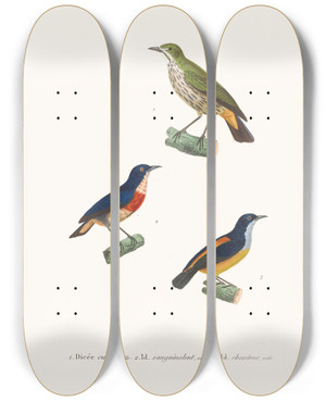 Triptych art skateboard deck of Coenraad Jacob Temminck Dice Cudor by Coenraad Jacob Temminck (1778-1858)