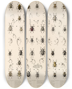 Triptych art skateboard deck of Frederick Ducane Godman Insecta Coleoptera Pl 189 by Frederick Ducane Godman (1834-1919)