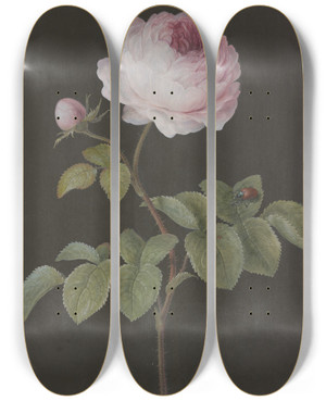 Triptych art skateboard deck of Barbara Regina Dietzsch Rosa Rose Rosa Mit Einem Braunen Kfer by Barbara Regina Dietzsch (1706-1783)